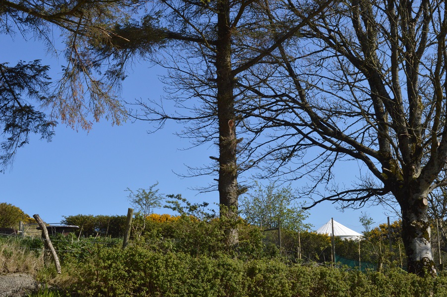 Crocullia is set up above our vegetable garden