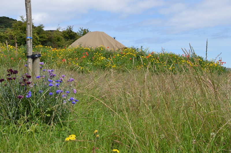 Knockalla yurt with wildflowers