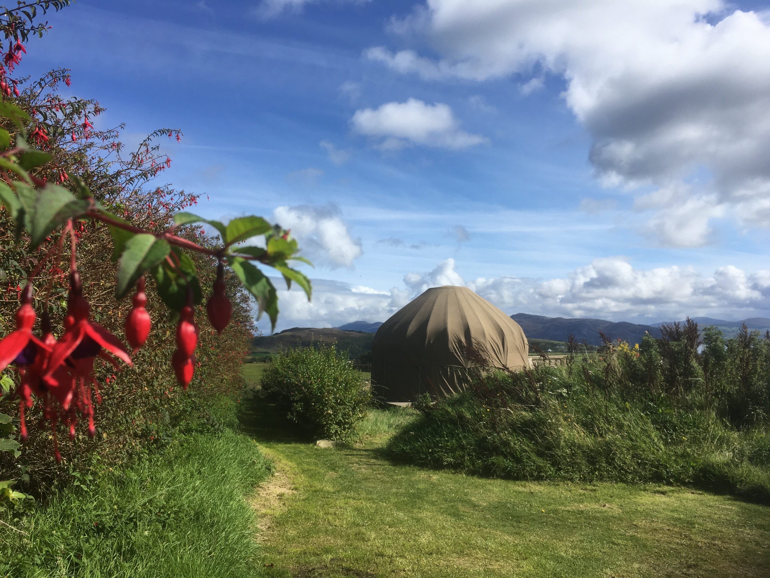 Knockalla yurts and fuschia hedgerows
