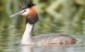 Birdwatching – Donegal