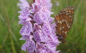 Wildflower / Botanical