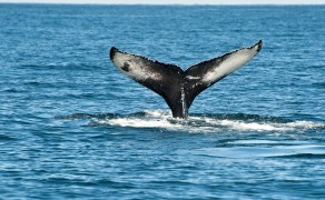 Marine life Donegal