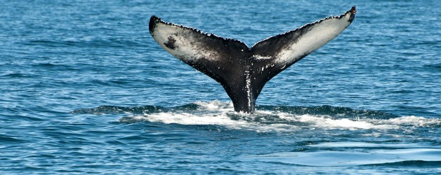 Marine life Donegal